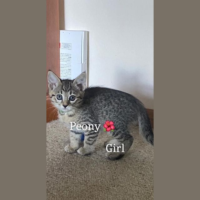 Photo of Peony