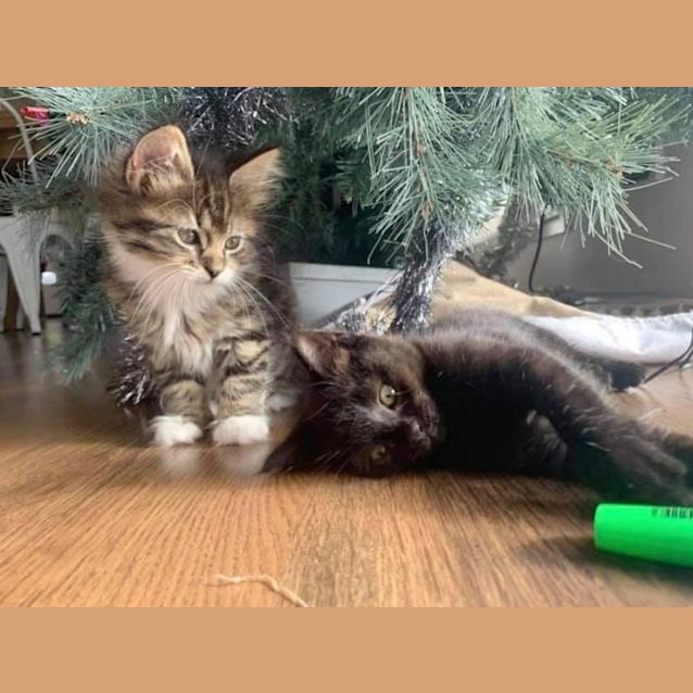 Photo of Cinnamon And Coco