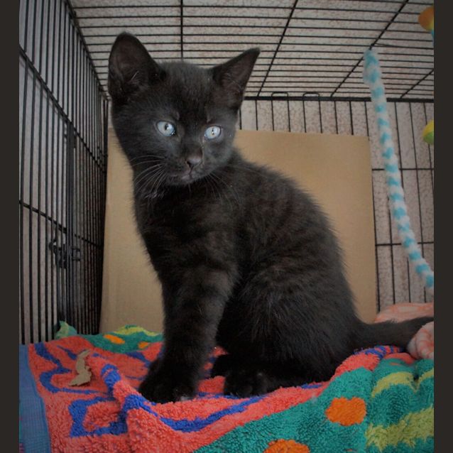 Photo of Yahtzee