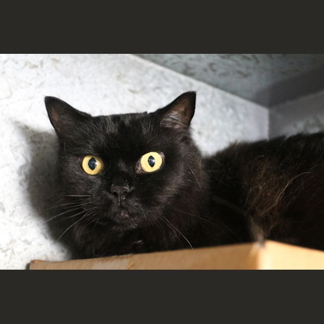 Photo of Hades