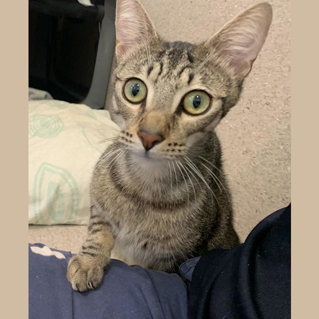Photo of Tiger