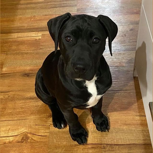 Photo of Luna