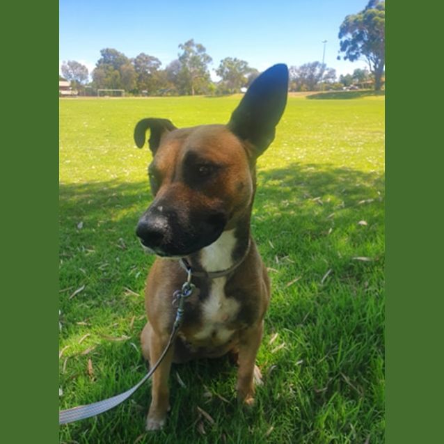 Photo of Pepper Dl2579