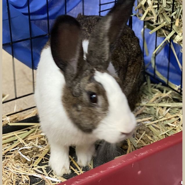 Photo of Cottontail