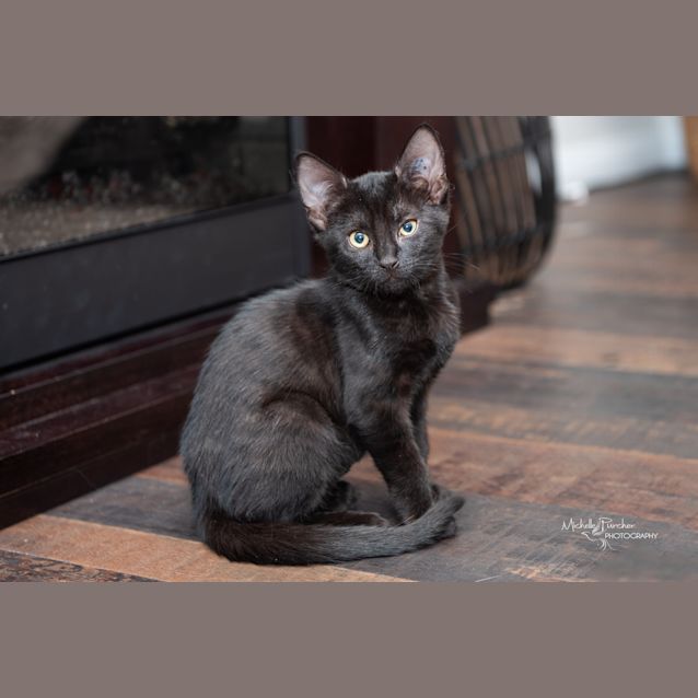 Photo of Cat Noir