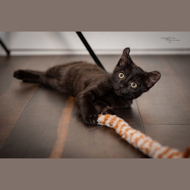 Photo of Milo