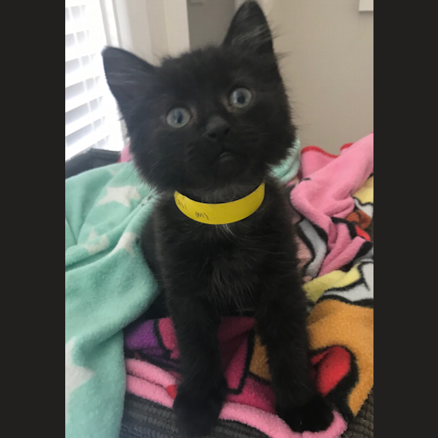 Photo of Macaroni