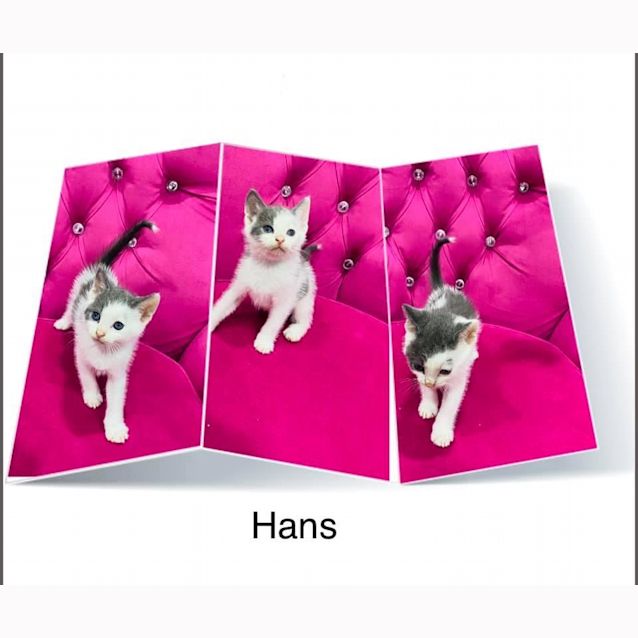 Photo of Hans