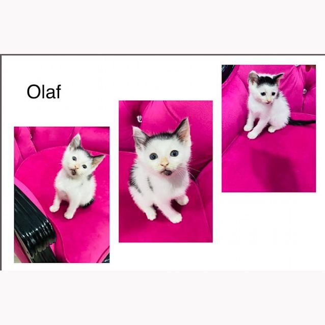 Photo of Olaf