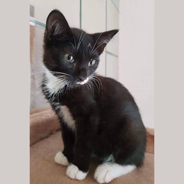 Photo of Sylvester 