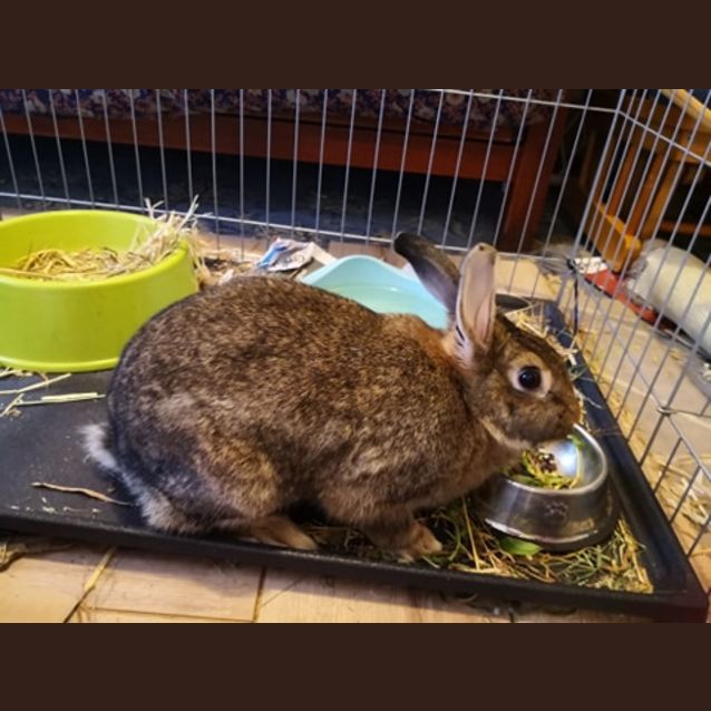 Photo of Ophelia