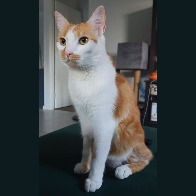 Photo of Louie 