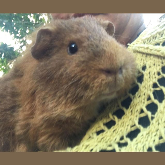 Photo of ** On Hold** Cowboy & Pumpkin