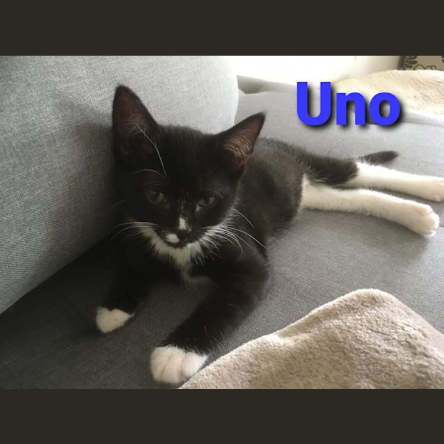 Photo of Uno