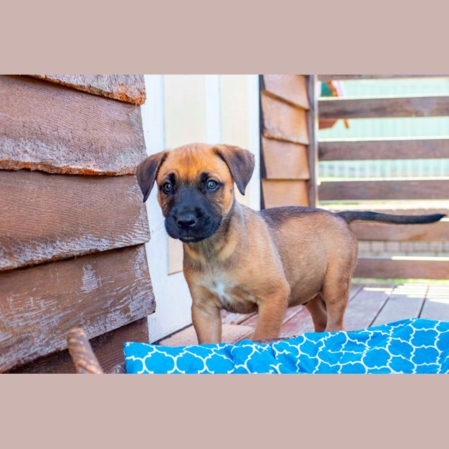 Photo of Theodore~Bc X Staffy(on Trial 26/1/21)