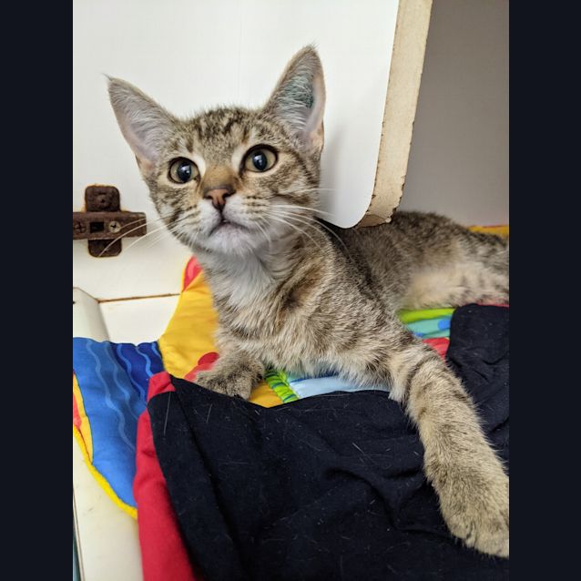 Photo of Petal
