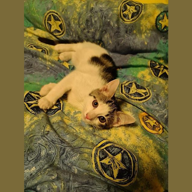 Photo of Rocket