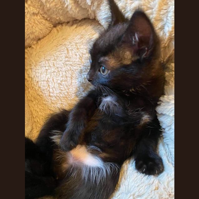 Photo of Minerva 