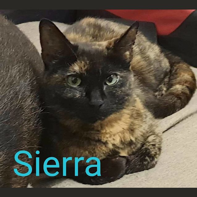 Photo of Sierra