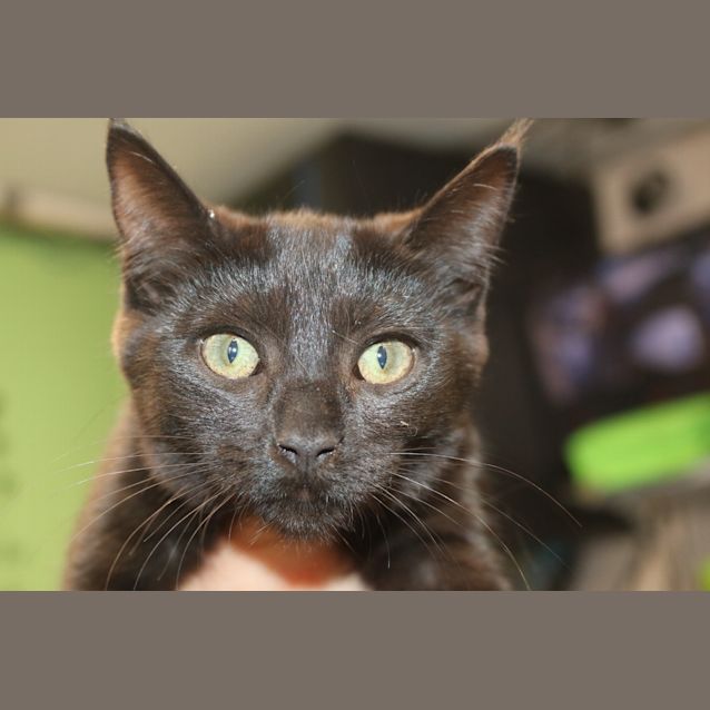 Photo of Poppy