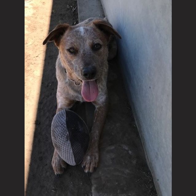Photo of Gordi
