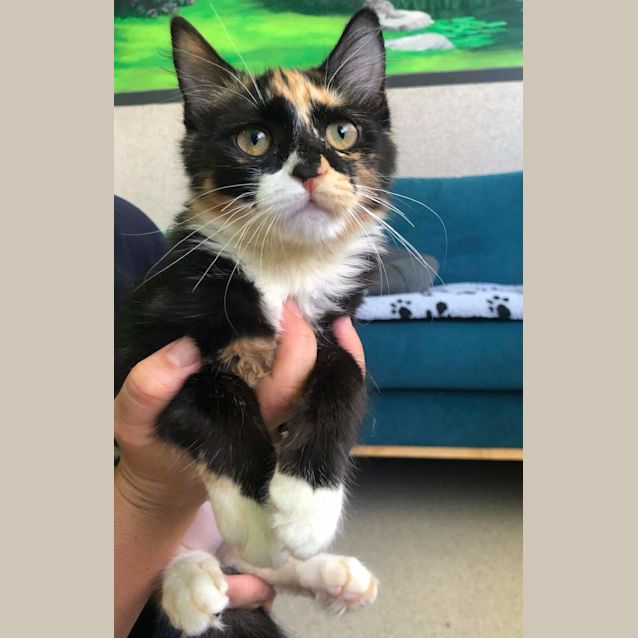 Photo of Willow