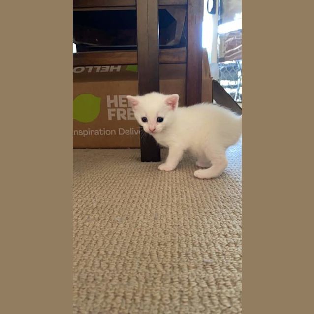 Photo of Latte