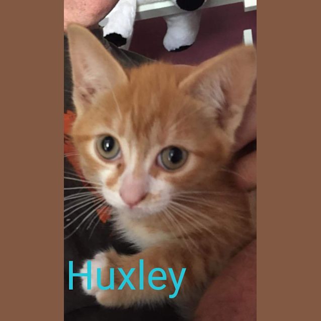 Photo of Huxley