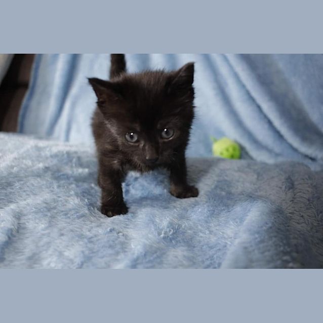 Photo of Lily (Vanilla)