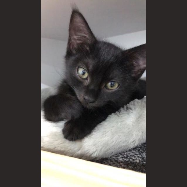 Photo of Tilly & Apollo