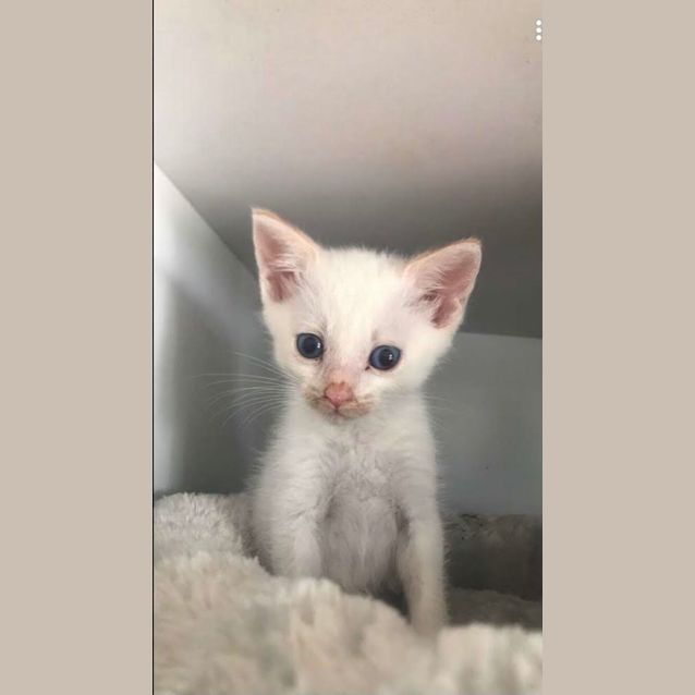 Photo of Tilly & Apollo