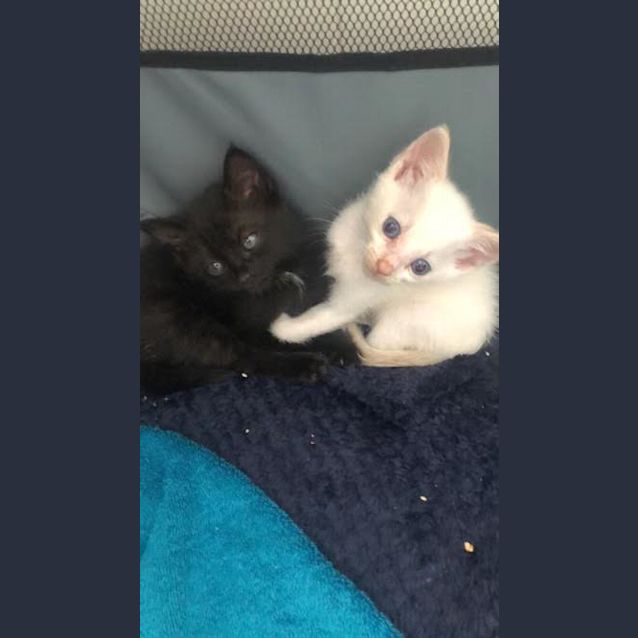 Photo of Tilly & Apollo