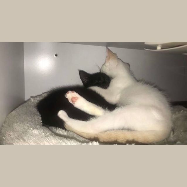 Photo of Tilly & Apollo