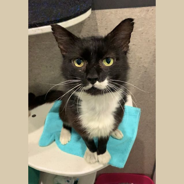 Photo of Romeo