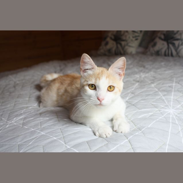 Photo of Kingsley