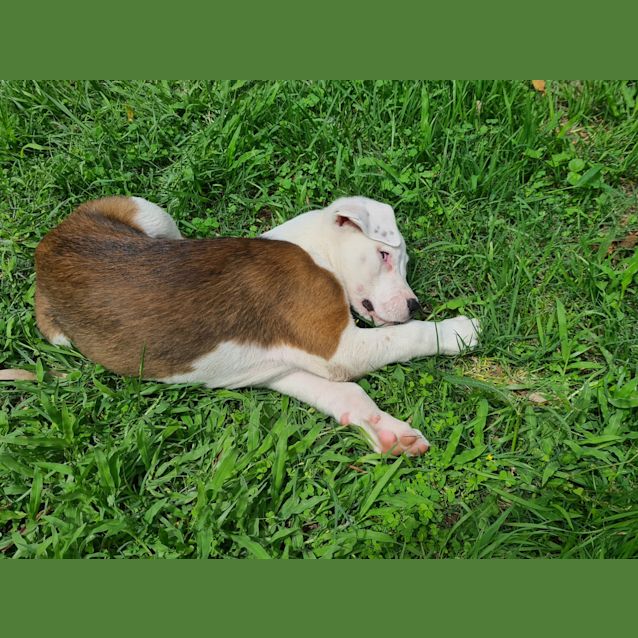 Photo of Thor ~Bull Arab X Staffy (On Trial 05/2/21)