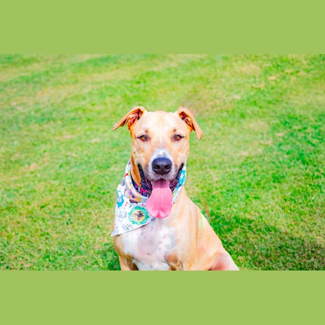 Photo of Barley ~ 4yr Old Mastiff X (New Listing Created)