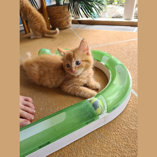 Photo of Ziggy
