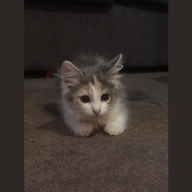 Photo of Pastel