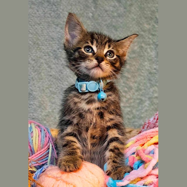 Photo of Alex & Benedict ~ 10 W/O Kittens (On Trial 14/2/20