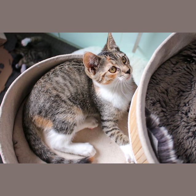 Photo of Eloise ~ 3 M/O Kitten (On Trial 27/1/21)