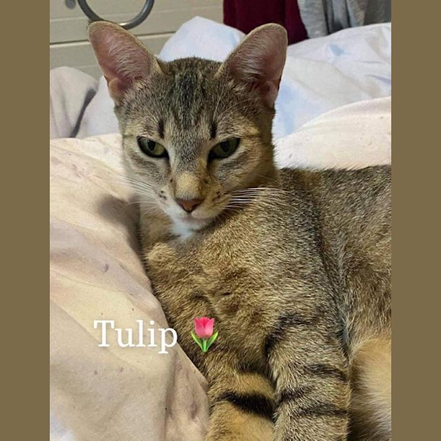 Photo of Tulip