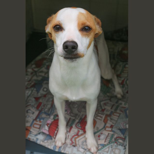 Photo of Stitch