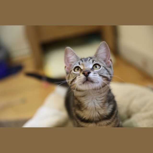 Photo of Link 