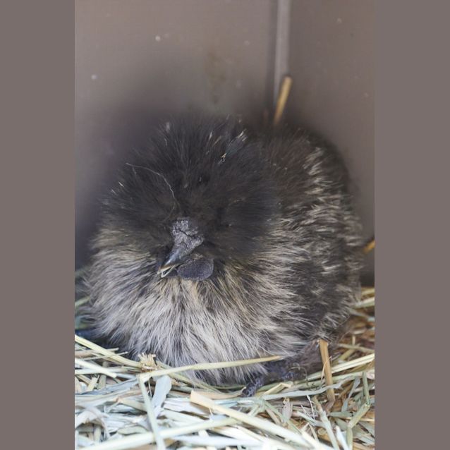 Photo of Dora 
