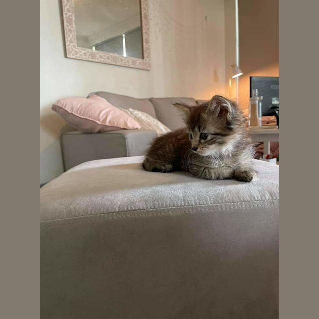 Photo of Josie
