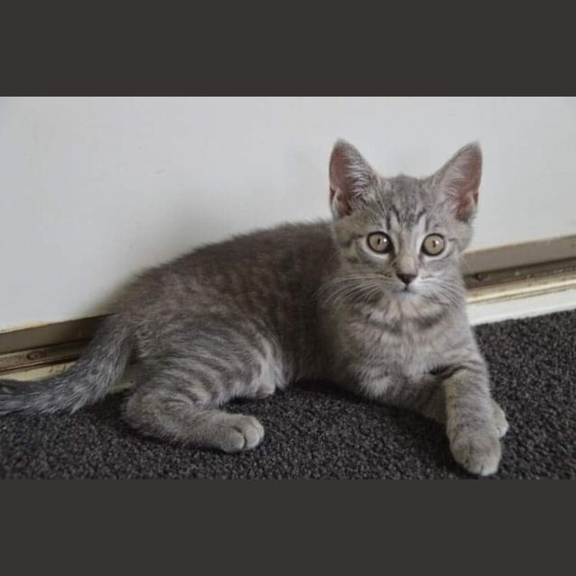 Photo of Poppy