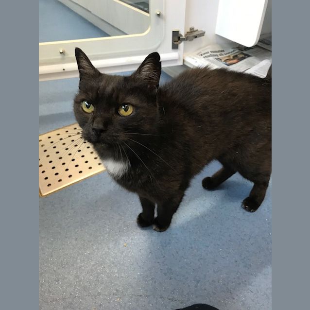 Photo of Midnight