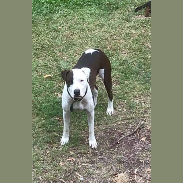 Photo of Harley 