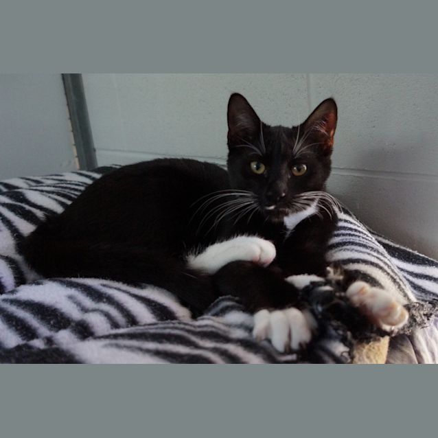 Photo of Pippa